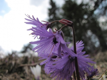 2009-04-13 monte carona (101)