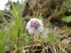 Soldanella minima