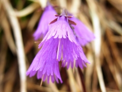 Soldanella pusilla