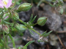 2011-06-12 Spergularia rubra (11)