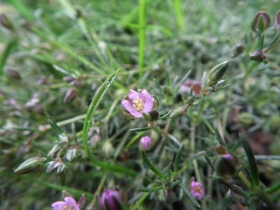 2011-06-12 Spergularia rubra (12)