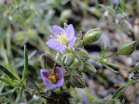 2011-06-12 Spergularia rubra (2)