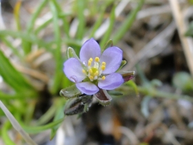 2011-06-12 Spergularia rubra (3)