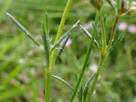 2011-06-12 Spergularia rubra (8)