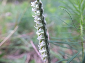 2012-10-17 spiranthes spiralis 052