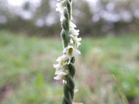 2012-10-17 spiranthes spiralis 056