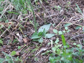 2012-10-17 spiranthes spiralis 058