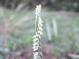2012-10-17 spiranthes spiralis 059