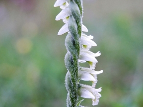 Copia di 2012-10-17 spiranthes spiralis 045