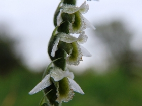 Copia di 2012-10-17 spiranthes spiralis 047