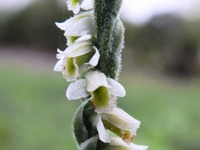 Copia di 2012-10-17 spiranthes spiralis 067
