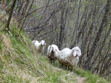 2017-04-07-Squassaiotto-031