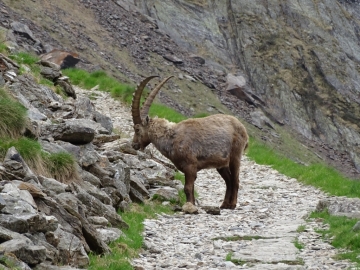 2015-05-12 barbellino stambecchi 018.JPG