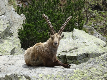 2015-05-12 barbellino stambecchi 040.JPG