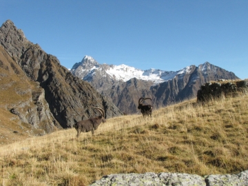 2009-11-01 lago e rifugio di coca 142
