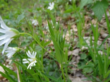 2021-04-10-monte-Palos-19