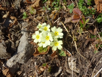 2023-03-04-malga-e-monte-Stigolo-46