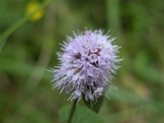 Succisa pratensis