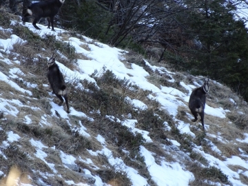 13 2015-01-06 maledetto monte golla 016