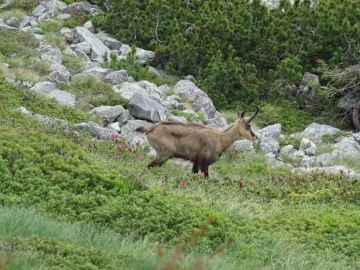 52 2015-06-07 Ponteranica sanMarco 091