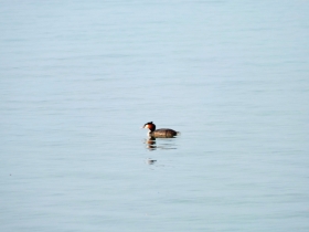 2012-03-17 Svasso maggiore Podiceps cristatus (13)