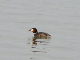 2012-03-17 Svasso maggiore Podiceps cristatus (14)