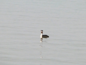 2012-03-17 Svasso maggiore Podiceps cristatus (15)