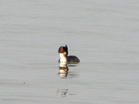 2012-03-17 Svasso maggiore Podiceps cristatus (16)