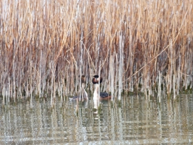 2012-03-17 Svasso maggiore Podiceps cristatus (17)