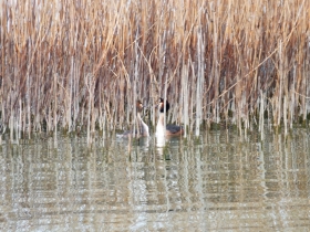 2012-03-17 Svasso maggiore Podiceps cristatus (18)