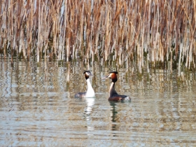 2012-03-17 Svasso maggiore Podiceps cristatus (19)