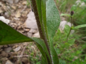 2011-05-14 tremalzo 116