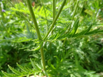 2022-07-23-Tanacetum-corymbosum-Bivacco-Bruffione-13
