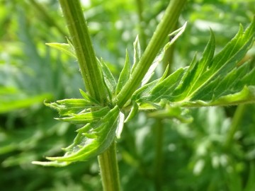 2022-07-23-Tanacetum-corymbosum-Bivacco-Bruffione-14