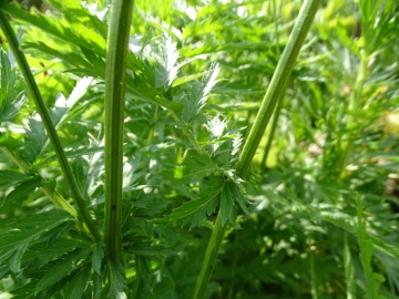 2022-07-23-Tanacetum-corymbosum-Bivacco-Bruffione-16
