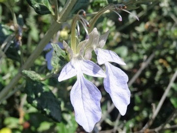2023-05-31-Castellammare-s.Golfo-108a