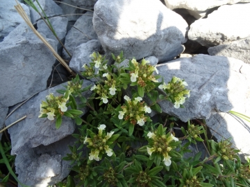 2015-06-05 Teucrium montanum Tavola 037 (1).JPG