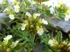 Teucrium montanum