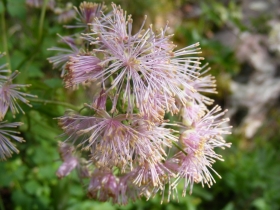 Thalictrum 2