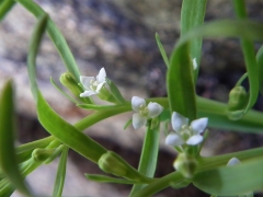 Thesium alpinum