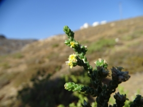 2018-Creta fiori (40)