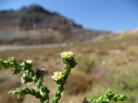 2018-Creta fiori (45)