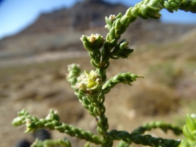 2018-Creta fiori (48)