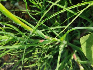 Tragopogon-tommasinii-25-04-2023-Brescia-Mella-1