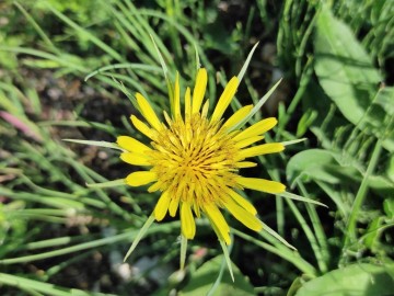 Tragopogon-tommasinii-25-04-2023-Brescia-Mella-2