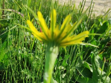 Tragopogon-tommasinii-25-04-2023-Brescia-Mella-4