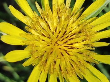 Tragopogon-tommasinii-25-04-2023-Brescia-Mella-5
