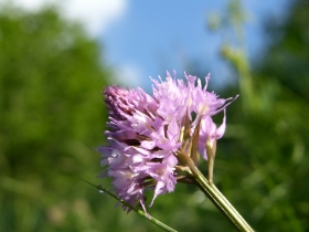 2008-06-11 monte Elto 019
