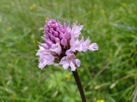 201-06-28 L'ozio e zendola 040