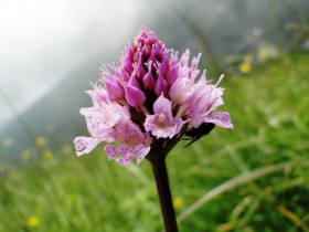 201-06-28 L'ozio e zendola 044